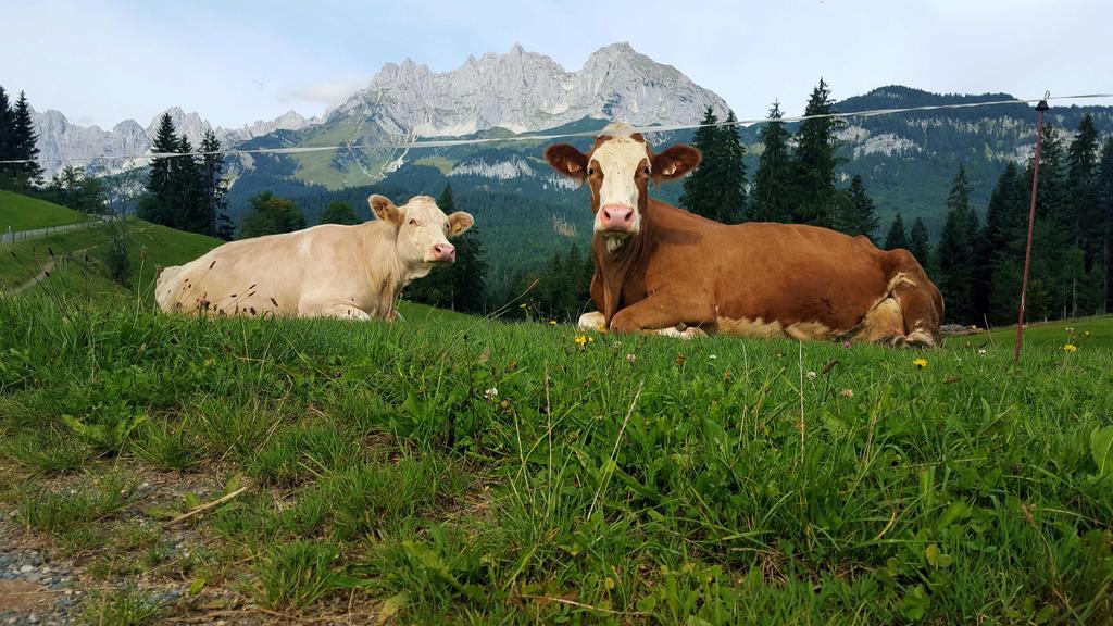 Agroturismo Bauernhof Buchberg Oberndorf in Tirol
